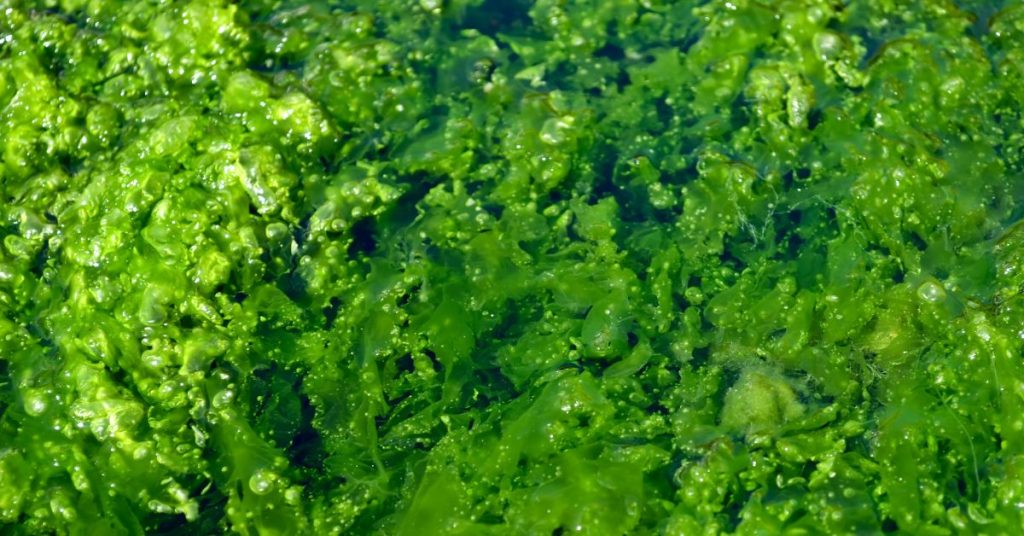University of Vermont using algae