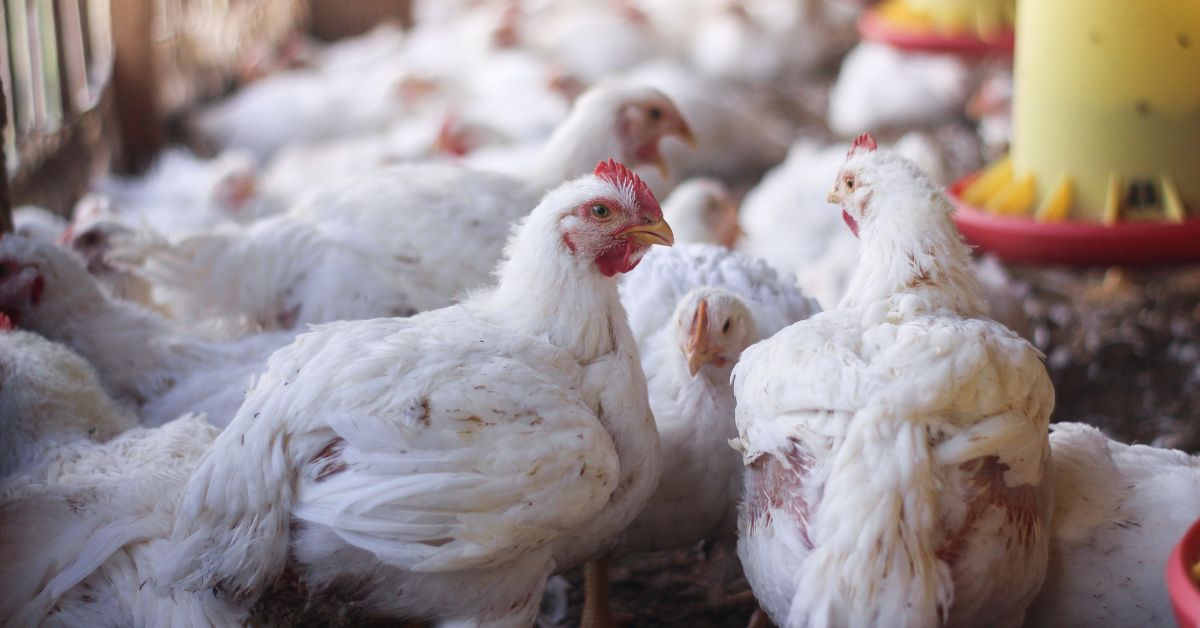 Avian Flu Outbreak Kills 52 Million Birds in US
