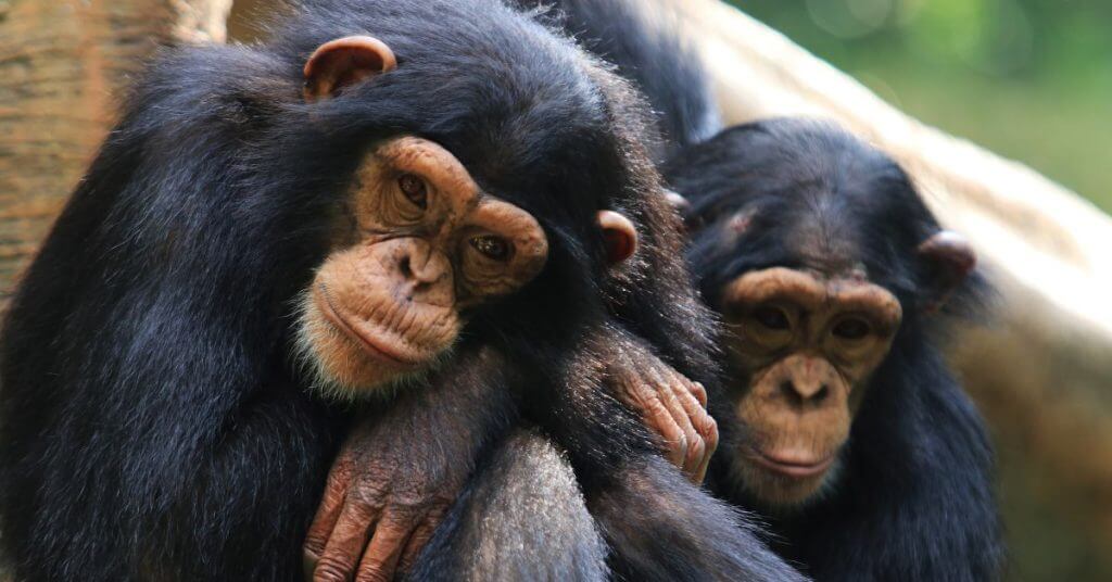 Endangered Chimpanzees