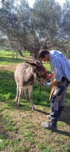 Animal Action Greece Donkey