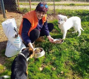 Greek Animal Rescue Dogs