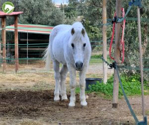 Hellenic Society for Equine Welfare Horse