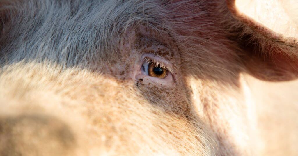 Demand of Animal-Free Supply Chain