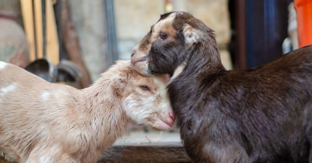 Goats of Animal Sanctuaries