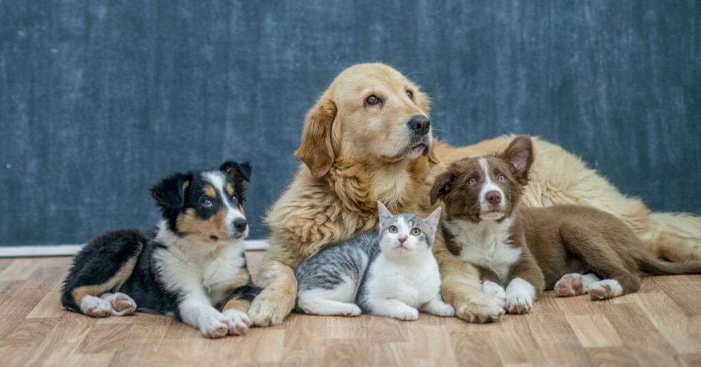 Pets Going Plant-Based