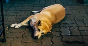 Stray dog in Greece