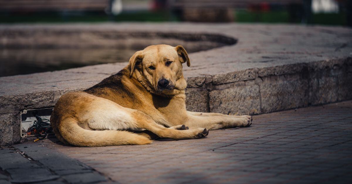 Stray Dog in India