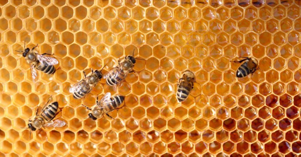 July 19 National Urban Beekeeping Day