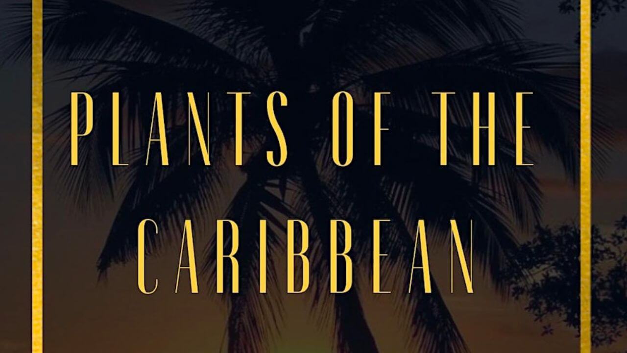 Plants Of The Caribbean Pop Up Restaurant