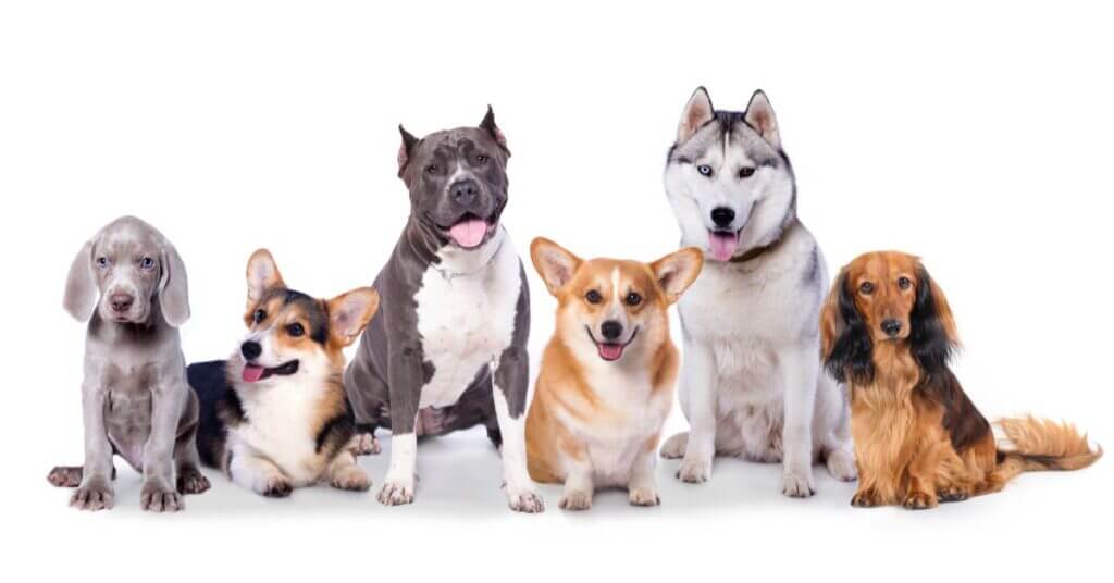 August 26th National Dog Day