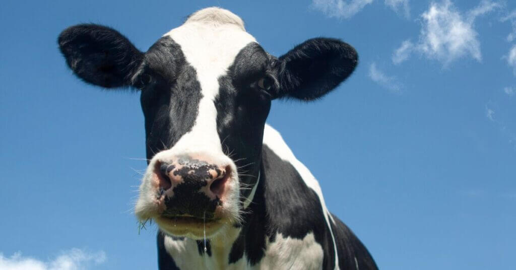 Cow Appreciation Day