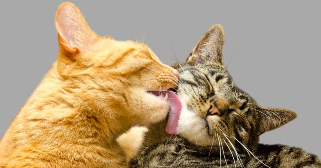 International Cat Day