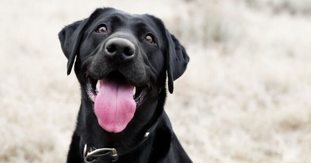 National Spoil Your Dog Day