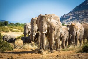 Elephant Crisis Fund Elephants