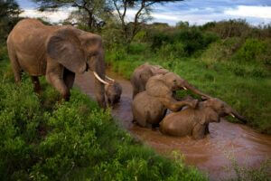 Elephant Crisis Fund Elephants Bathing