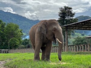 Elephant Nature Park Elephant