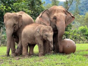 Elephant Nature Park Elephants