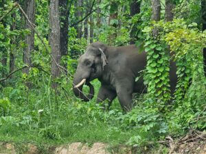 International Elephant Foundation Elephant