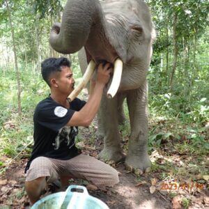 International Elephant Foundation Elephant Care