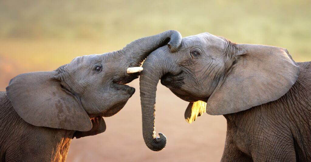 September 22nd Elephant Appreciation Day