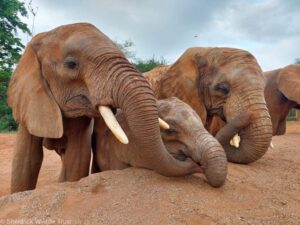 Sheldrick Wildlife Trust Elephants
