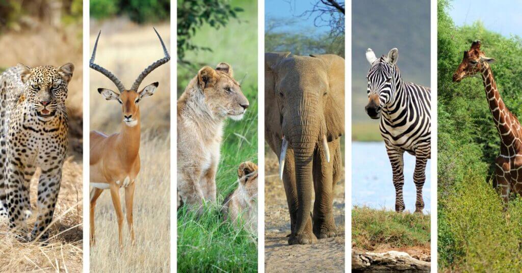 October 4th World Animal Day