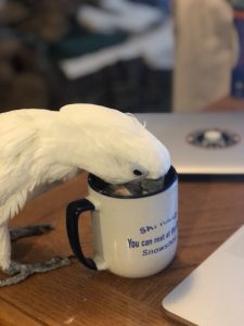 cockatoo drinking from mug