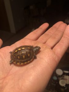 Person holding baby turtle in hand