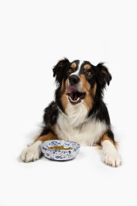 Dog eating Petaluma dog food